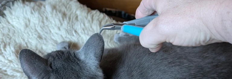 a set of bent-nosed pliers and a cat